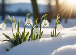 Kwiaty, Białe, Przebiśniegi, Śnieg, Promienie słońca