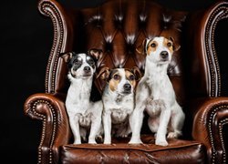 Psy rasy Jack Russell terrier na fotelu
