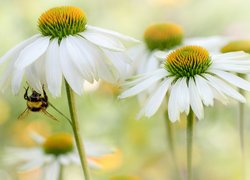 Kwiaty, Białe, Jeżówki, Pszczoła