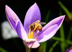 Pszczoła na krokusie w makro