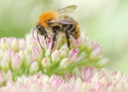 Pszczoła na kwiatkach w makro