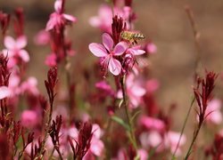Pszczoła na kwiatku gaury