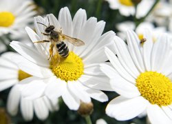 Białe, Kwiaty, Margerytki, Pszczoła