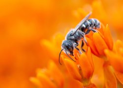 Pszczoła na pomarańczowych kwiatach