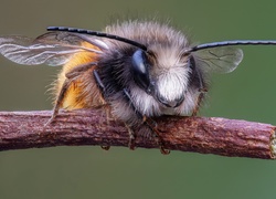 Pszczoła, Gałązka, Makro, Powiększenie