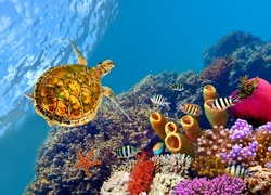 Rafa koralowa, Żółw, Korale