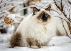 Kot, Ragdoll, Śnieg, Gałęzie, Zima