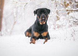 Rottweiler na śniegu