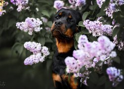 Rottweiler w kwiatach bzu