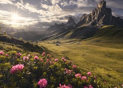 Dolomity, Przełęcz, Passo di Giau, Góry, Kręta, Droga, Różaneczniki, Kwiaty, Promienie słońca, Chmury Prowincja Belluno, Włochy