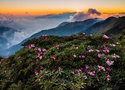 Góry, Kwiaty, Różaneczniki, Park Narodowy Taroko, Tajwan, Chmury, Wschód słońca