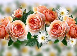Białe, Kwiaty, Herbaciane, Róże, Grafika
