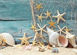 Rozgwiazdy wiszące na sieci i muszle leżące na piasku
