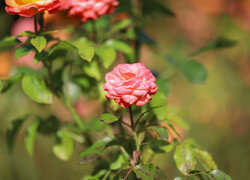 Rozkwitnięta, Róża, Kwiat