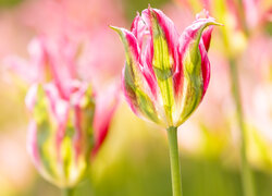 Kwiat, Tulipan, Rozmyte, Tło
