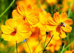 Kwiaty, Pomarańczowe, Kosmee, Pszczoła
