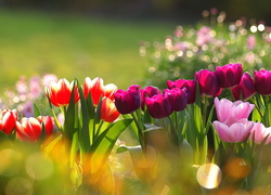 Różnokolorowe tulipany na rozmytym tle