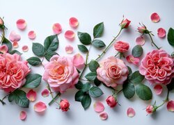 Różowe róże z płatkami na błękitnym tle