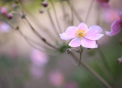 Różowy, Kwiat, Zawilec japoński, Zbliżenie