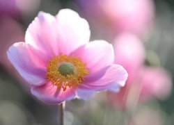 Różowy zawilec japoński w zbliżeniu