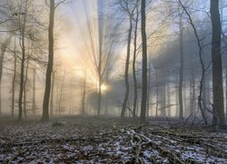 Rozproszone światło słoneczne w lesie