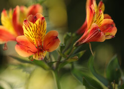 Alstremeria, Pomarańczowy, Kwiat