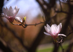 Rozświetlone dwa kwiaty magnolii