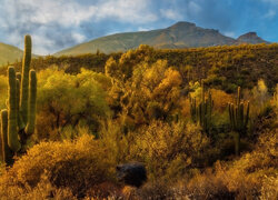 Rozświetlone kaktusy i drzewa na pustyni Sonora