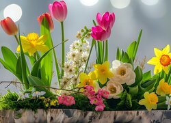 Rozświetlone kolorowe wiosenne kwiaty w donicy