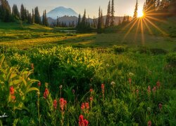 Stany Zjednoczone, Waszyngton, Park Narodowy Mount Rainier, Stratowulkan Mount Rainier, Łąka, Kwiaty, Drzewa, Promienie słońca
