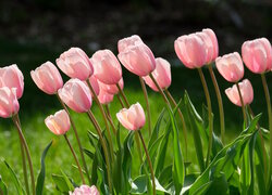 Różowe, Tulipany, Kwiaty, Płatki, Różowy, Liście, Zieleń