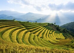 Rozświetlone tarasy ryżowe w Wietnamie