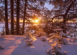 Rozświetlone zachodzącym słońcem drzewa w śniegu