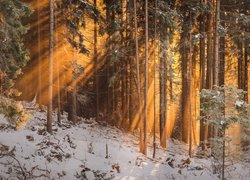 Zima, Las, Przebijające światło