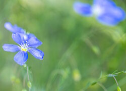 Kwiaty, Niebieski, Len, Pąki