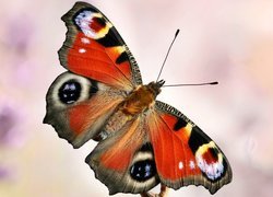 Motyl, Rusałka pawik, Makro