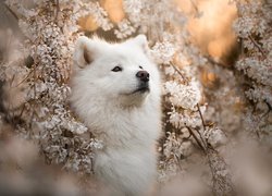 Pies, Samojed, Spojrzenie, Kwiaty, Wiosna