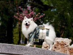 Pies, Szpic japoński, Ubranko