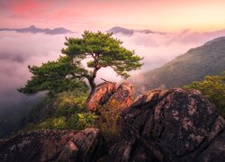 Mgła, Skały, Drzewo, Sosna, Góry, Jebibong, Korea Południowa