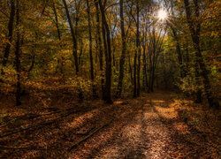 Las, Drzewa, Ścieżka, Liście, Promienie słońca, Jesień