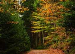Jesień, Las, Drzewa, Opadłe, Liście, Ścieżka