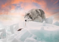 Pies, Siberian husky, Śnieg, Bryły, Zima