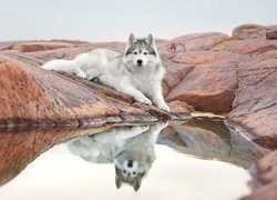 Siberian husky na skale