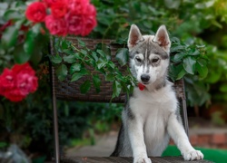Pies, Siberian husky, Krzesło