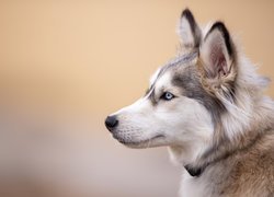 Pies, Siberian husky, Głowa, Profil