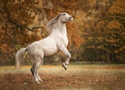 Siwy koń na tle jesiennych drzew