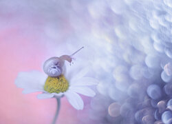 Ślimak na białym kwiatku rumianu polnego
