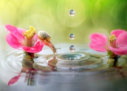 Ślimak na kwiatku obok kropel wpadających do wody
