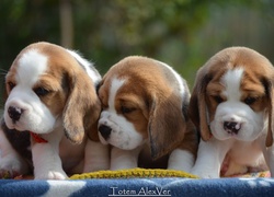 Słodkie trzy szczeniaki rasy beagle