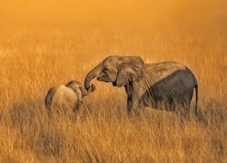 Słonie, Matka, Słoniątko, Trawa